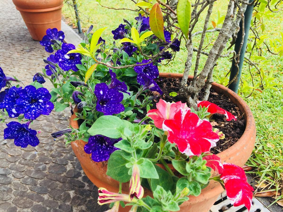 Quinta Das Faias Camacha  Екстериор снимка